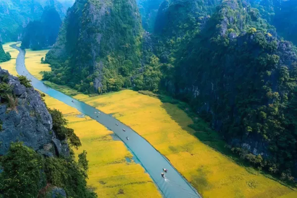 Aerial view of small boats rowing along a river through golden rice fields flanked by limestone cliffs in Ninh Binh