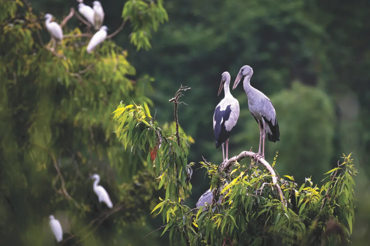 Birdwatching at Thung Nham or Van Long