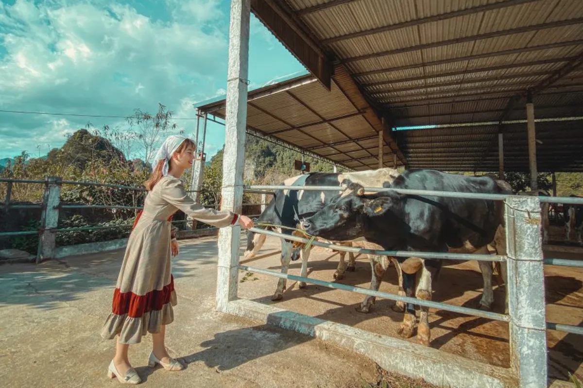 Visit a Moc Chau Dairy Farm