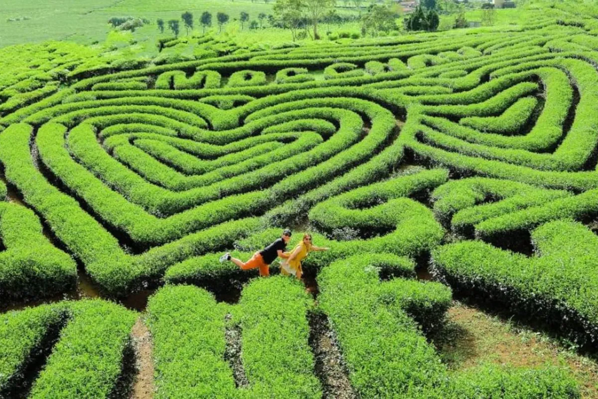 Explore Moc Chau Tea Hills