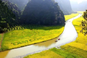 Golden rice fields and a winding river with tourist boats spelling "Tam Coc" among Ninh Binh's karst mountains