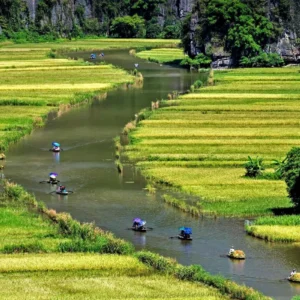 Sampans with colorful umbrellas crossing golden rice paddies on Tam Coc boat tour