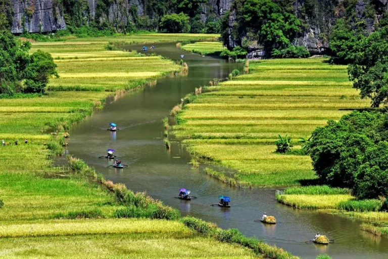 Sampans with colorful umbrellas crossing golden rice paddies on Tam Coc boat tour